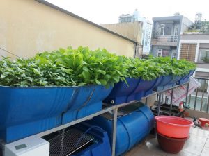 trồng rau sân thượng tân phú